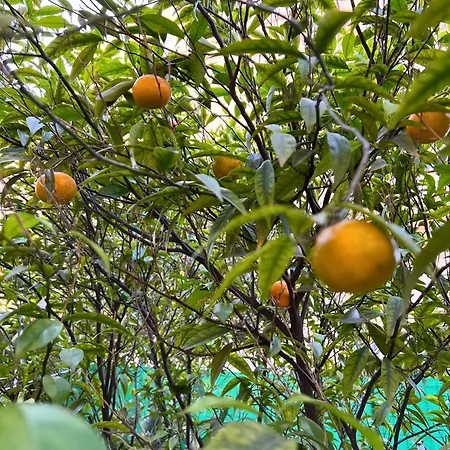 Magnificent With Garden On The 公寓